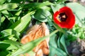 Funny curious red-haired tabby cat walking in the spring garden sniffs red tulips