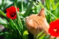 Funny curious red-haired tabby cat walking in the spring garden sniffs red tulips. Adorable domestic animal. Cute pet otdoor among