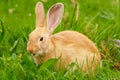 Funny curious red rabbit with big ears chewing green grass close-up Royalty Free Stock Photo