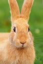 Funny curious red rabbit with big ears looking at the camera. Easter Bunny Royalty Free Stock Photo