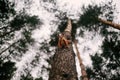 Funny curious squirrel climbing down the pine tree trunk and looking at the camera Royalty Free Stock Photo