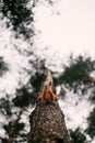 Funny curious squirrel climbing down the pine tree trunk and looking at the camera. Vertical orientation Royalty Free Stock Photo