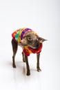 Funny curious toy terrier dog looking up