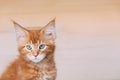 Funny Curious 10 Week Old Young Red Ginger Maine Coon Kitten Cat Close Up Portrait. Coon Cat, Maine Cat, Maine Shag Royalty Free Stock Photo