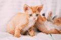 Funny Curious Young Red Ginger Devon Rex Kitten Playing Together At Home Sofa. Short-haired Cat Of English Breed Royalty Free Stock Photo