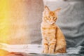 Funny Curious Young Red Ginger Maine Coon Kitten Cat Sitting At Home Sofa. Coon Cat, Maine Cat, Maine Shag. Amazing Pets