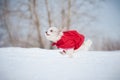 Funny curly super dog running