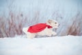 Funny curly super dog running