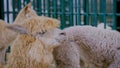 Funny cute alpaca looking around and chewing - close up view