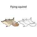 Funny cute animal flying squirrel isolated on white background. Linear, contour, black and white and colored version. Illustration