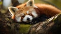 Funny cute animal image of a red panda asleep during afternoon. generative ai Royalty Free Stock Photo