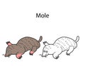 Funny cute animal mole isolated on white background. Linear, contour, black and white and colored version. Illustration can be