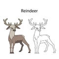 Funny cute animal reindeer isolated on white background. Linear, contour, black and white and colored version. Illustration can be