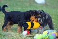 Funny cute baby puppies playing tug of war with soft plush toy Royalty Free Stock Photo