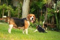 Funny cute beagle dog in park