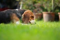 Funny cute beagle dog in park