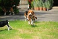 Funny cute beagle dog in park