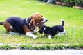 Funny cute beagle dog in park