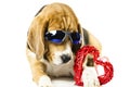 Cute beagle dog in sunglasses holding a red heart Royalty Free Stock Photo