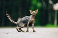 Funny Cute Beautiful Curious Playful Devon Rex Cat Looking At Camera. Devon Rex Cat With Dark Brown Tabby Fur Color On