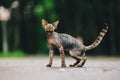 Funny Cute Beautiful Curious Playful Devon Rex Cat Looking At Camera. Devon Rex Cat With Dark Brown Tabby Fur Color On