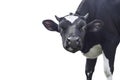 Funny cute black cow portrait isolated on white background Royalty Free Stock Photo