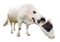 Funny cute black and white cow isolated on white. Full length cow olmost white eating. Farm animals. Cow, standing full-length