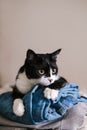 Funny cute black and white Tuxedo cat lying on the jeans near window. Royalty Free Stock Photo