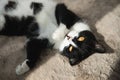 Funny cute black and white Tuxedo cat lying in the sun on soft blanket near window on windowsill and looking at camera Royalty Free Stock Photo