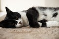 Funny cute black and white Tuxedo cat lying in the sun on soft blanket near window on windowsill and looking at camera. Royalty Free Stock Photo