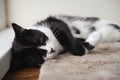 Funny cute black and white Tuxedo cat lying in the sun on soft blanket near window on windowsill and looking at camera Royalty Free Stock Photo