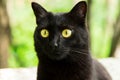 Funny cute bombay black cat portrait with yellow eyes and attentive look close up, macro Royalty Free Stock Photo