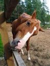 Funny cute brown horse with white stripe on face scratches muzzle Royalty Free Stock Photo