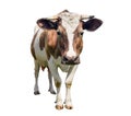 Funny cute calf isolated on white. Looking at the camera brown young cow close up. Funny curious calf. Farm animals. Royalty Free Stock Photo