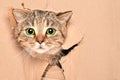 Funny cute cat looks out of a torn hole in a box Royalty Free Stock Photo