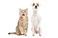 Funny cute cat Stottish Straight and dog Parson Russell Terrier sitting together with raised paws Royalty Free Stock Photo