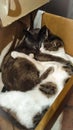 funny cute cats hugging lying in a box Royalty Free Stock Photo