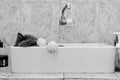 Funny and cute cats sleep in the sink.