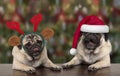 Funny cute Christmas pug puppy dogs leaning on wooden table, wearing santa claus hat and reindeer antlers Royalty Free Stock Photo