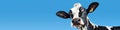 Funny cute cow isolated on blue. Talking black and white cow close up. Funny curious cow. Farm animals. Pet cow on sky Royalty Free Stock Photo