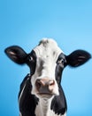 Funny cute cow isolated on blue. Talking black and white cow close up. Funny curious cow. Farm animals. Pet cow on sky Royalty Free Stock Photo
