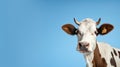 Funny cute cow isolated on blue. Talking black and white cow close up. Funny curious cow. Farm animals. Pet cow on sky Royalty Free Stock Photo