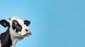 Funny cute cow isolated on blue. Talking black and white cow close up. Funny curious cow. Farm animals. Pet cow on sky Royalty Free Stock Photo