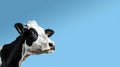 Funny cute cow isolated on blue. Talking black and white cow close up. Funny curious cow. Farm animals. Pet cow on sky Royalty Free Stock Photo