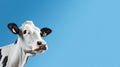 Funny cute cow isolated on blue. Talking black and white cow close up. Funny curious cow. Farm animals. Pet cow on sky Royalty Free Stock Photo