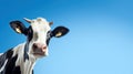 Funny cute cow isolated on blue. Talking black and white cow close up. Funny curious cow. Farm animals. Pet cow on sky Royalty Free Stock Photo