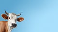 Funny cute cow isolated on blue. Talking red and white cow close up. Funny curious cow. Farm animals. Pet cow on sky Royalty Free Stock Photo