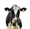 Funny cute cow isolated on white Royalty Free Stock Photo