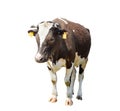 Funny cute cow isolated on white. Standing brown cow. Royalty Free Stock Photo