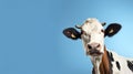 Funny cute cow isolated on blue. Talking black and white cow close up. Funny curious cow. Farm animals. Pet cow on sky Royalty Free Stock Photo